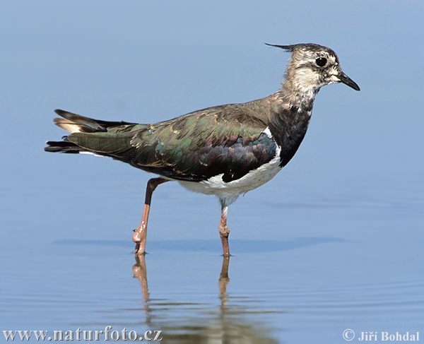 Cíbik chochlatý (Vanellus vanellus)