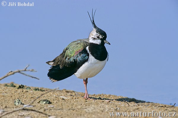 Cíbik chochlatý (Vanellus vanellus)