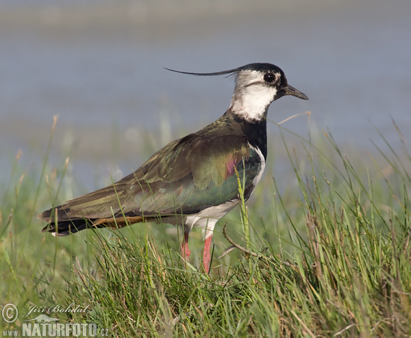 Cíbik chochlatý (Vanellus vanellus)