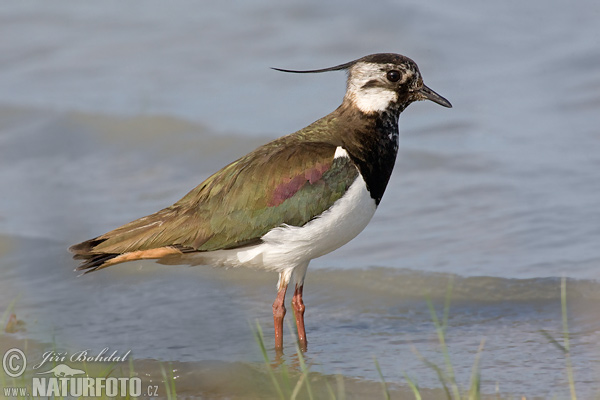 Cíbik chochlatý (Vanellus vanellus)