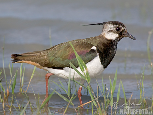 Cíbik chochlatý (Vanellus vanellus)