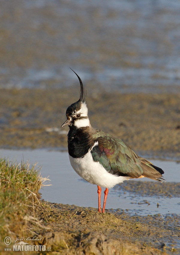 Cíbik chochlatý (Vanellus vanellus)