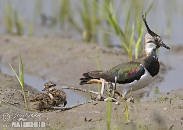 Cíbik chochlatý (Vanellus vanellus)