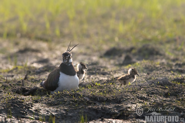 Cíbik chochlatý (Vanellus vanellus)