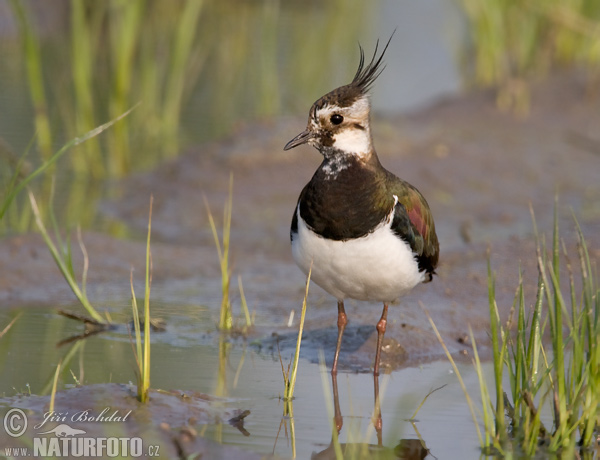 Cíbik chochlatý (Vanellus vanellus)