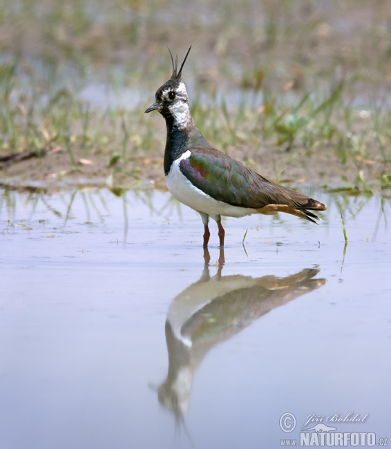 Cíbik chochlatý (Vanellus vanellus)