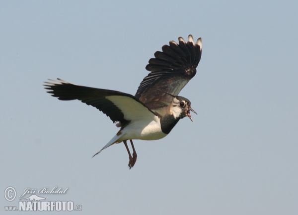 Cíbik chochlatý (Vanellus vanellus)