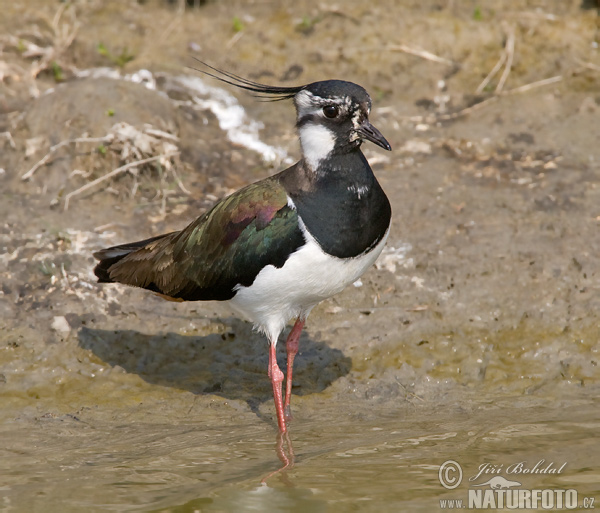 Cíbik chochlatý (Vanellus vanellus)