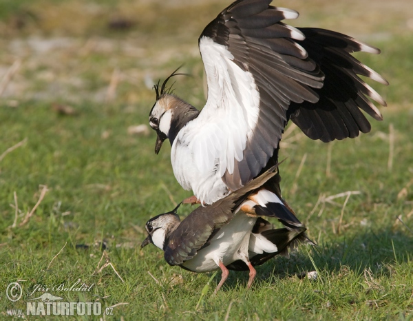 Cíbik chochlatý (Vanellus vanellus)