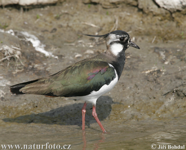 Cíbik chochlatý (Vanellus vanellus)