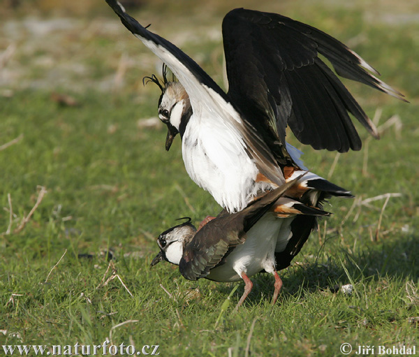 Cíbik chochlatý (Vanellus vanellus)