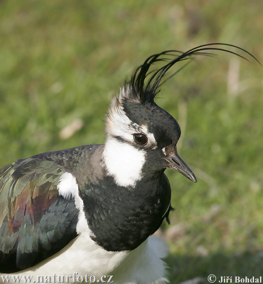 Cíbik chochlatý (Vanellus vanellus)