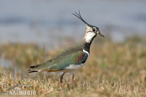 Cíbik chochlatý (Vanellus vanellus)