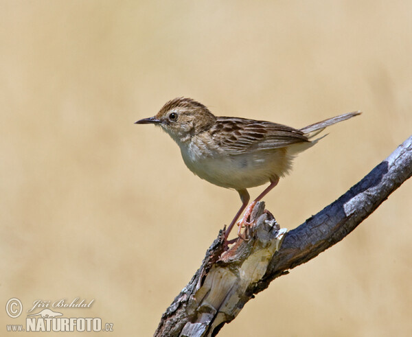 Cistovník rákosníkový (Cisticola juncidis)
