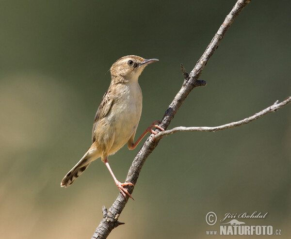 Cistovník rákosníkový (Cisticola juncidis)