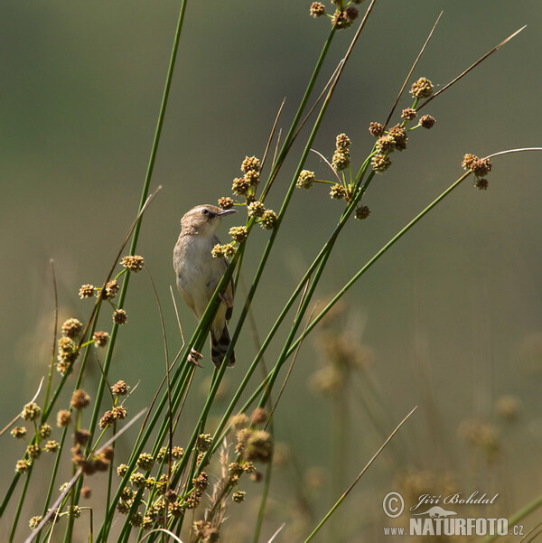 Cistovník rákosníkový (Cisticola juncidis)