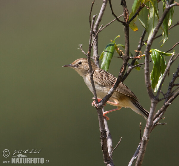 Cistovník rákosníkový (Cisticola juncidis)