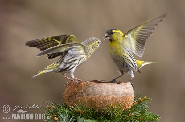 Čížek lesní (Carduelis spinus)