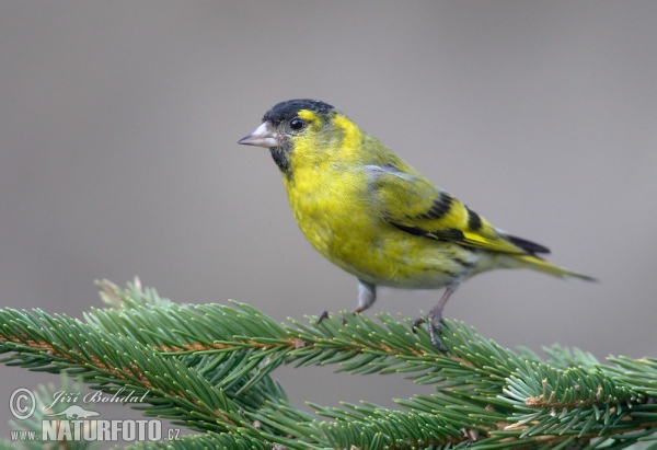 Čížek lesní (Carduelis spinus)