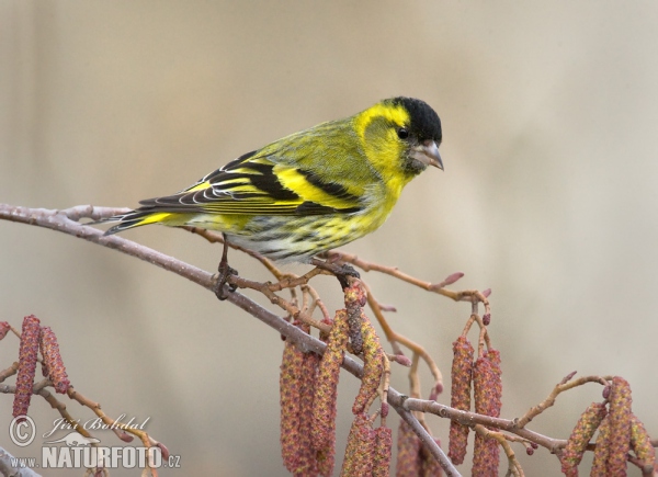 Čížek lesní (Carduelis spinus)