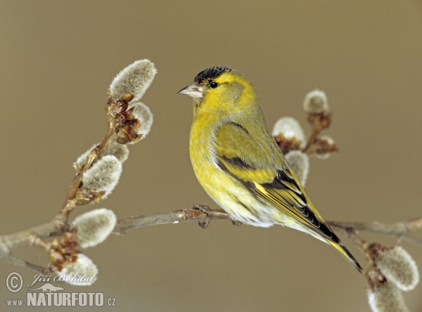 Čížek lesní (Carduelis spinus)