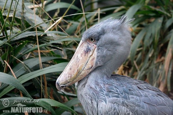 Člnozobec veľký (Balaeniceps rex)