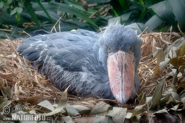 Člunozobec africký (Balaeniceps rex)