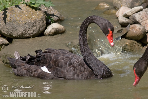 Črni labod (Cygnus atratus)