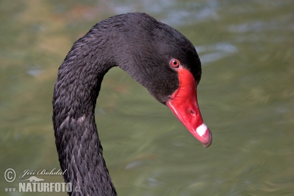 Črni labod (Cygnus atratus)