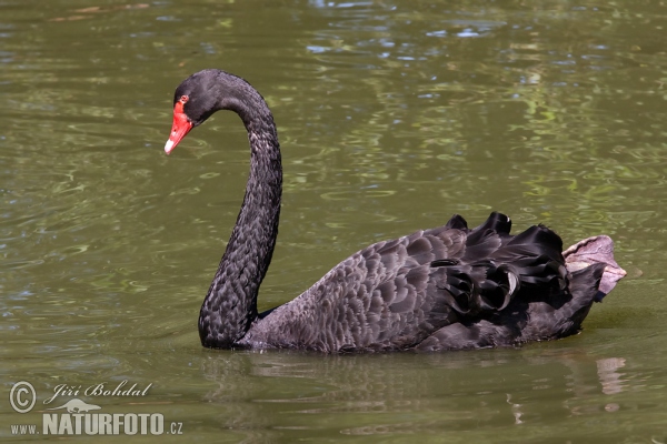 Črni labod (Cygnus atratus)