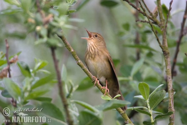 Cvrčilka říční (Locustella fluviatilis)