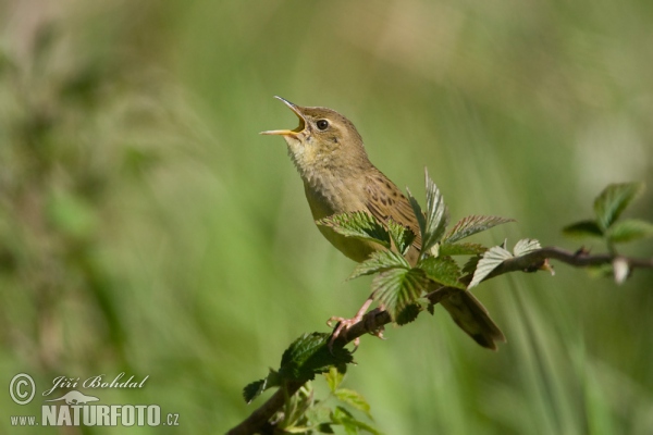 Cvrčilka zelená (Locustella naevia)