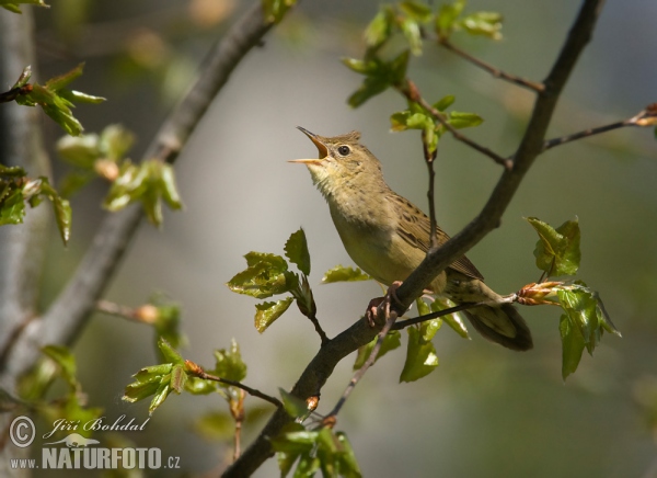 Cvrčilka zelená (Locustella naevia)