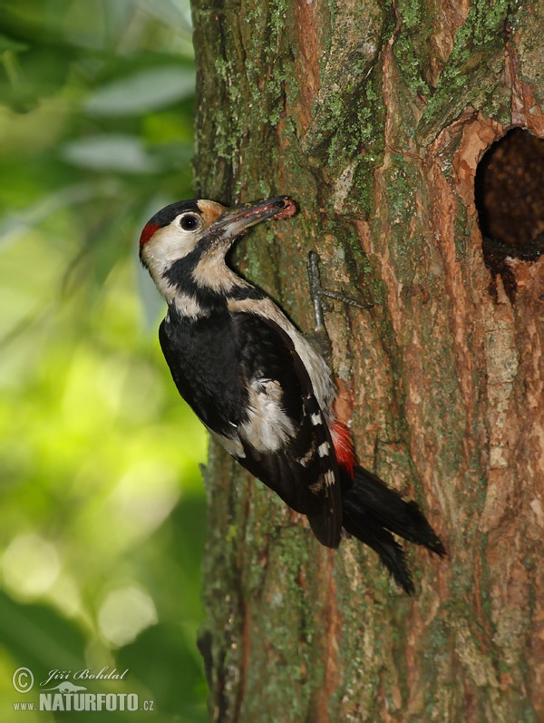 Ďatel hnedkavý (Dendrocopos syriacus)