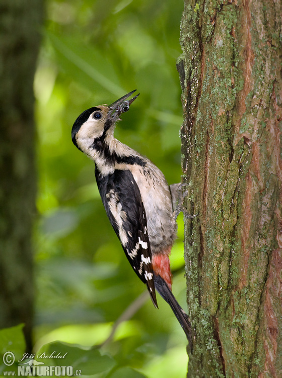 Ďatel hnedkavý (Dendrocopos syriacus)