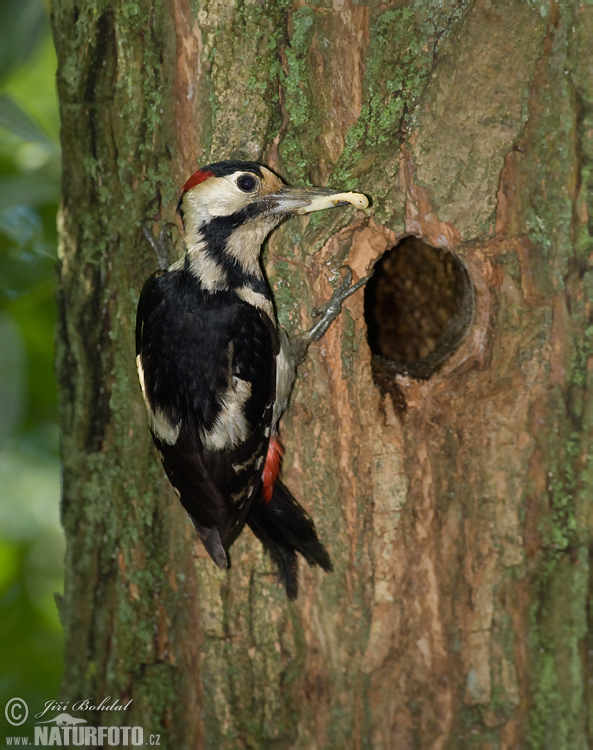 Ďatel hnedkavý (Dendrocopos syriacus)