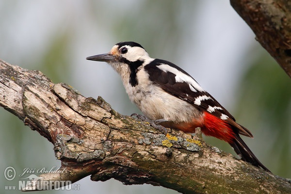 Ďatel hnedkavý (Dendrocopos syriacus)