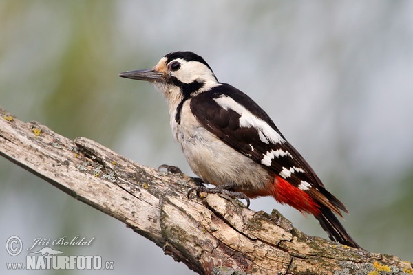 Ďatel hnedkavý (Dendrocopos syriacus)