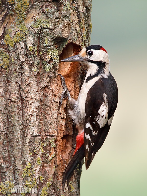 Ďatel hnedkavý (Dendrocopos syriacus)