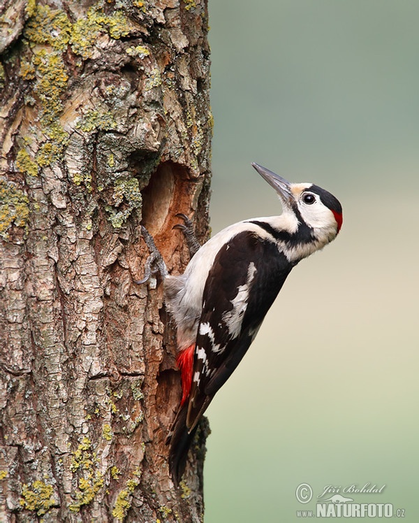 Ďatel hnedkavý (Dendrocopos syriacus)