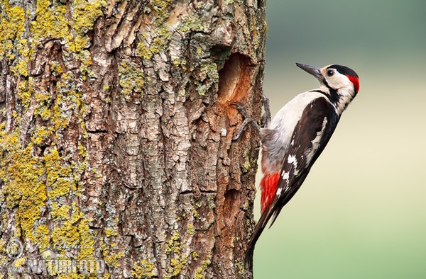 Ďatel hnedkavý (Dendrocopos syriacus)