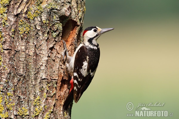 Ďatel hnedkavý (Dendrocopos syriacus)