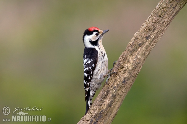 Ďateľ malý (Dendrocopos minor)