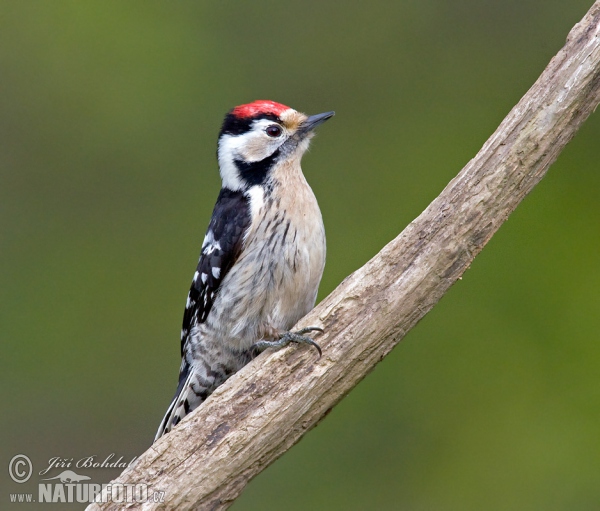 Ďateľ malý (Dendrocopos minor)