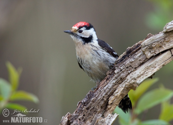 Ďateľ malý (Dendrocopos minor)