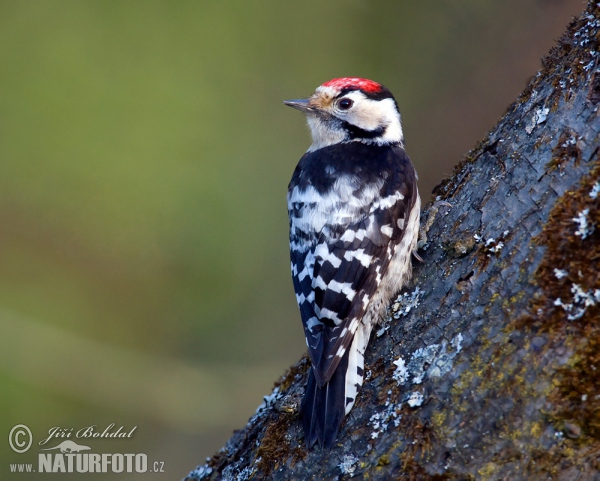 Ďateľ malý (Dendrocopos minor)