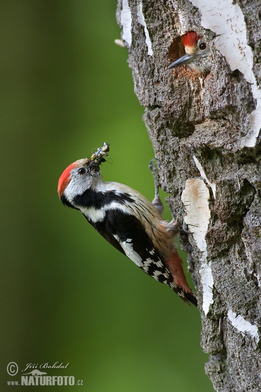 Ďateľ prostredný (Dendrocopos medius)