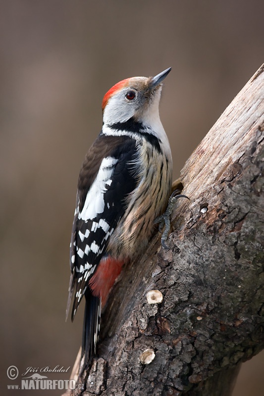 Ďateľ prostredný (Dendrocopos medius)