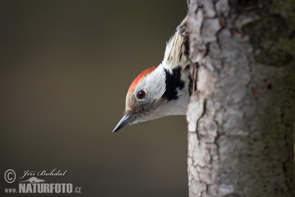 Ďateľ prostredný (Dendrocopos medius)