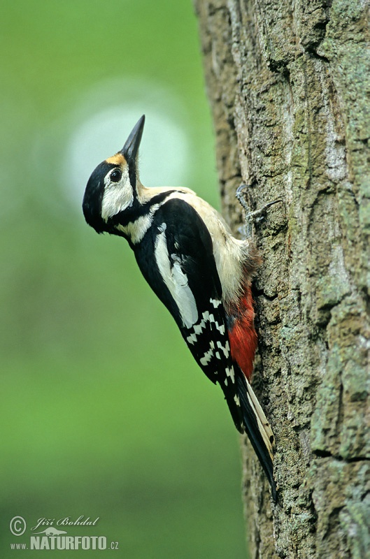 Ďateľ veľký (Dendrocopos major)